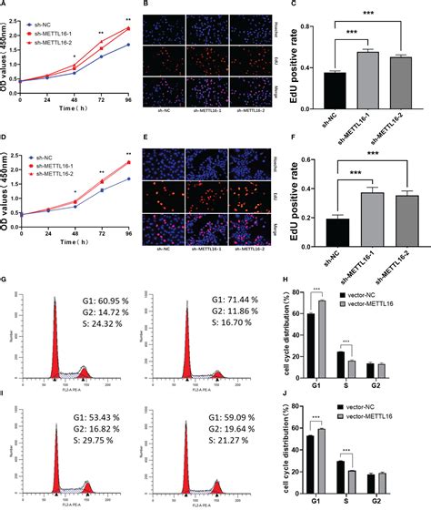 Frontiers The M A Methyltransferase Mettl Inhibits The