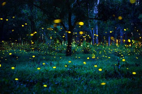 Are Fireflies Endangered 2024 - Cris Michal