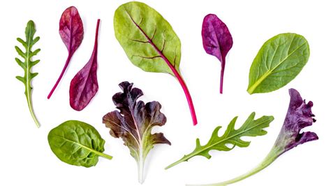 Red Leaf Lettuce Recipe