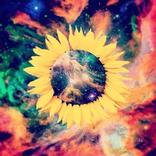 animated gif sunflower gif | WiffleGif