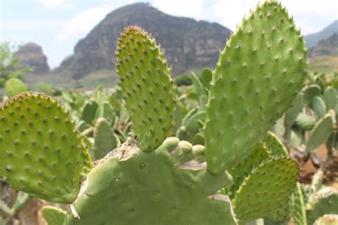 Morelos Produce El Mejor Nopal Y Lidera La Producción En Todo El País