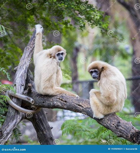 Monkeys Are Sitting On The Street Electric Wires Thailand Royalty Free