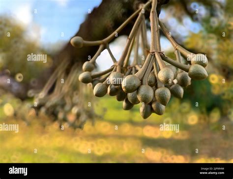 Durian flowers on the durian tree, durian cultivation Stock Photo - Alamy