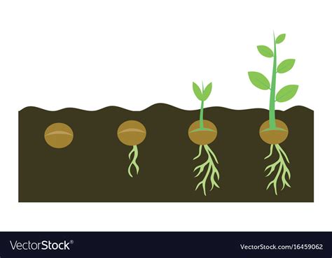 Plants Growing In Soil Royalty Free Vector Image