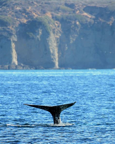 Whale Watching in Dana Point - American Profile