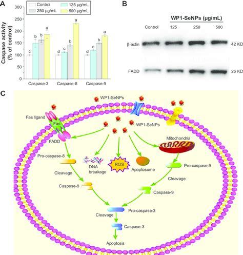 A Activation Of Caspases 3 8 And 9 In Mcf 7 Cells Incubated With