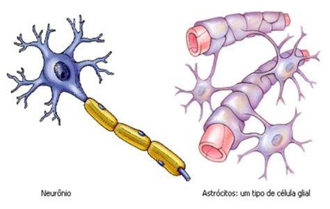 Células Do Sistema Nervoso Anatomia Papel E Caneta