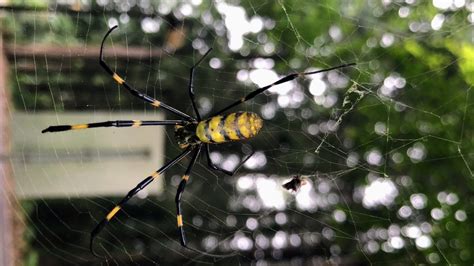 What Are Joro Spiders And Are They Poisonous All About Flying