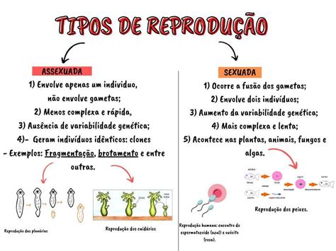 Mapa Mental Sobre Reprodução Assexuada E Sexuada Deve Conter Suas