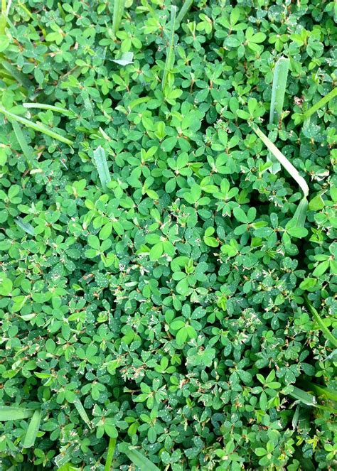 Is it chickweed or spurge taking over your grass?