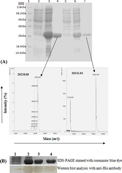 A Coomassie Blue Stained 15 Sds Page Gel Of Purified Ndm 7 Protein Download Scientific