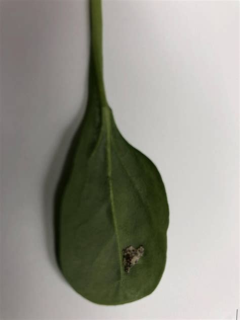 Found On Spinach From Costco Bug Eggs What Kind Of Bug R