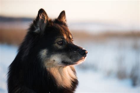 Finnischer Lapphund