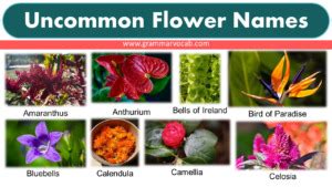 Uncommon Flower Names - GrammarVocab