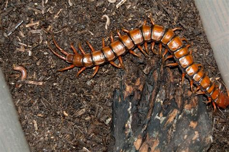 Scolopendra Subspinipes Dehaani Scolopendra Subspinipes Br Flickr