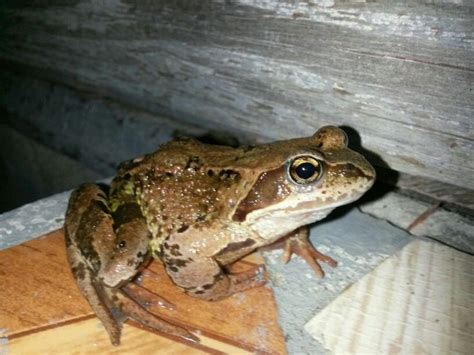 Пин на доске жабки