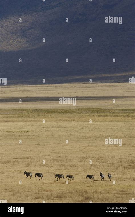 Ngorongoro Crater WIldlife Stock Photo - Alamy