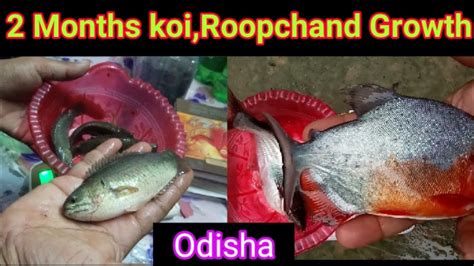 Biofloc Vietnam Koi Months Growth Roopchand And Pangas Fish Growth