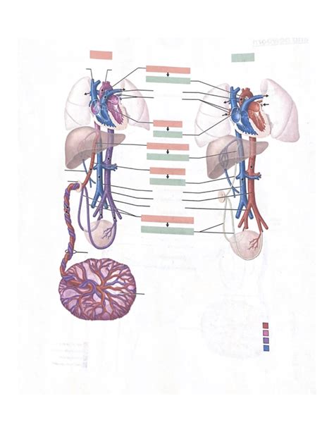 Circulation Of Fetus And Newborn Diagram Quizlet