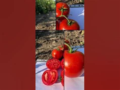 Томат АВ-520 F1 (красный детерминантный, открытый грунт) ATAKAMA SEEDS ...