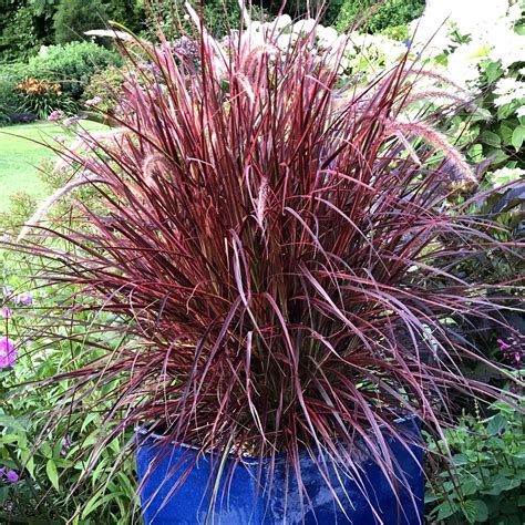 20+ Full Sun Container Plants Ideas To Brighten Your Day - My Besuited Home