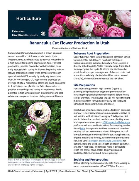 Ranunculus Cut Flower Production In Utah By Utah State University