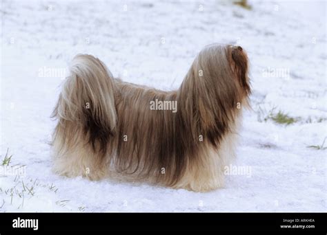 Lhasa Apso Dog Hi Res Stock Photography And Images Alamy