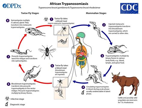 Trypanosoma Gambiense Life Cycle Pathogenesis Prophylaxis Structure Treatment Biology