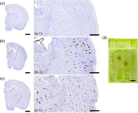Images of mouse brain specimens: (a, a-1) Histological images of the ... 