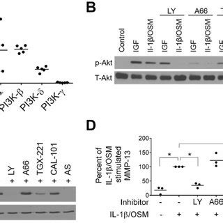 Pi K Mapk And Stat Inhibition Block Il Osm Induced Mmp