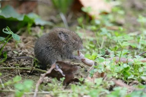 Comment se débarrasser des campagnols au jardin Mon Blog Habitat