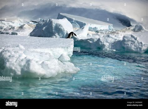 Penguin contemplates jumping off the edge of an iceberg Stock Photo - Alamy