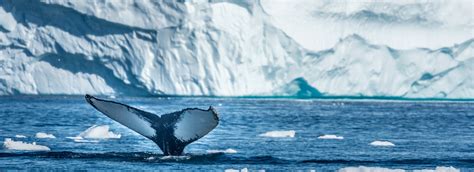 Best Greenland Tours And Trips 2024 2025 With 3 Reviews Bookmundi