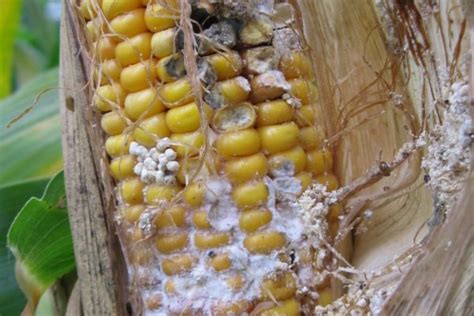 Western Bean Cutworm Canadian Corn Pest Coalition Ccpc