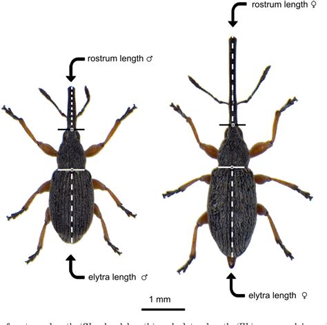 Figure 1 From Selection Becomes Visible Enforced Sexual Dimorphism