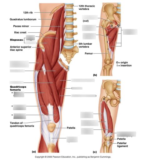 Hip And Thigh Muscles Diagram Quizlet