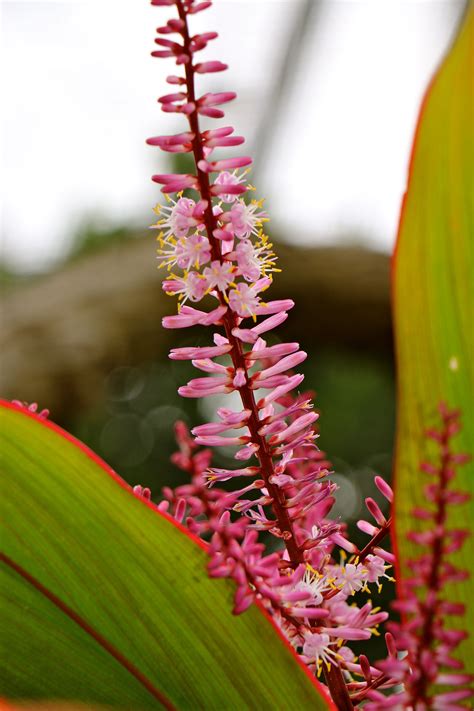 at the Honolulu Zoo Honolulu Zoo, Hawaii, Pictures, Colors, Photos ...