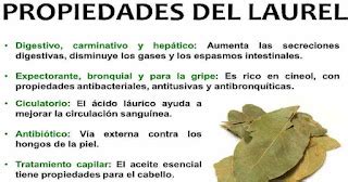 Laurel Propiedades Beneficios Medicinales Y Contraindicaciones