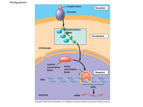 Ap Biology The Cell Cycle Part Ppt Download