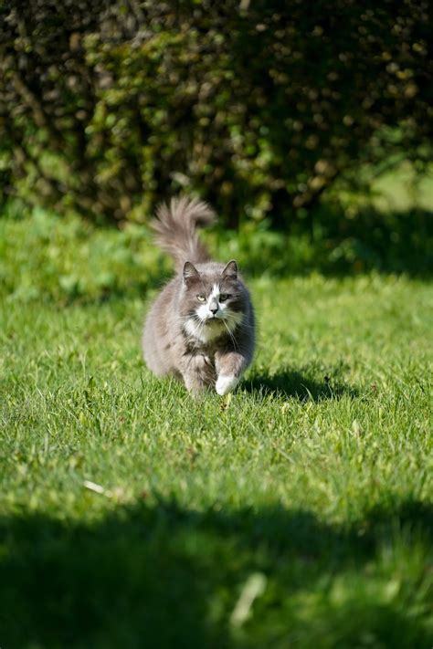 10 Amazing Norwegian Forest Cat Kitten Factor