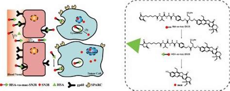 组织蛋白酶 B 裂解白蛋白结合 SN38 前药在乳腺癌中的设计合成和生物学评价 Bioorganic Chemistry X MOL