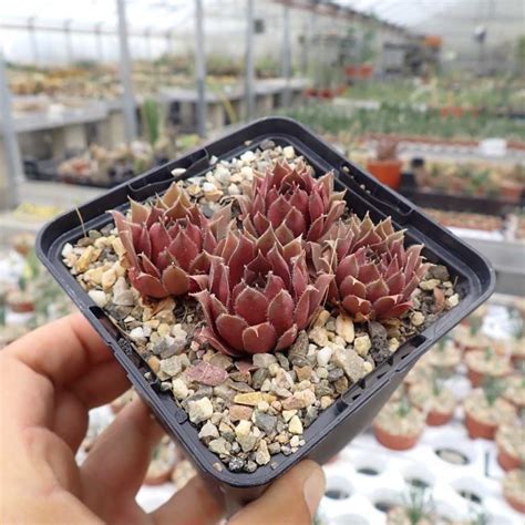 Sempervivum Purple Dancer Dw Uhlig Kakteen Ber Verschiedene