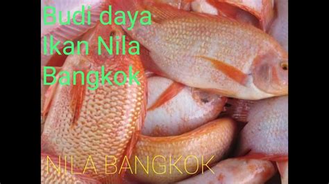 Daily Vlog Bedanya Ikan Nila Bangkok Sama Ikan Nila Merah Biasa Youtube