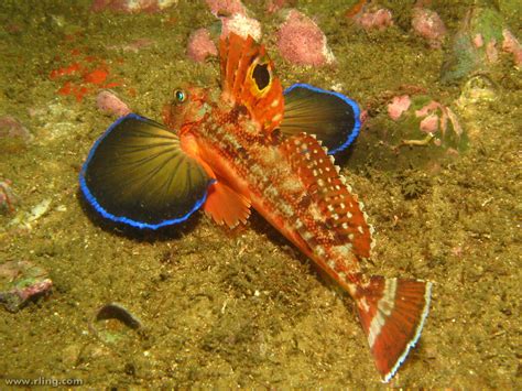 Eastern Spiny Gurnard An Eastern Spiny Gurnard Lepidotrig Flickr