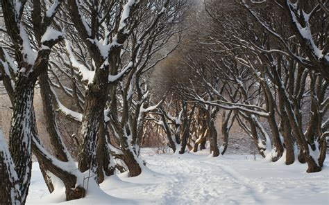 배경 화면 나무 숲 자연 분기 얼음 서리 가문비 동결 날씨 시즌 눈보라 우디 식물 겨울 폭풍