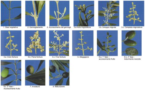 Le Fasi Fenologiche Dellolivo E Il Servizio Di Elaisian Elaisian