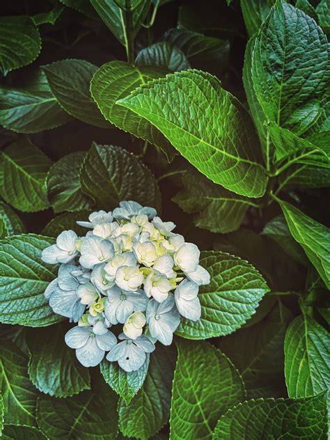 Hydrangea Flowers Garden Free Photo On Pixabay Pixabay