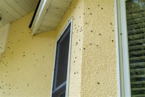 How To Identify And Get Rid Of Boxelder Bugs