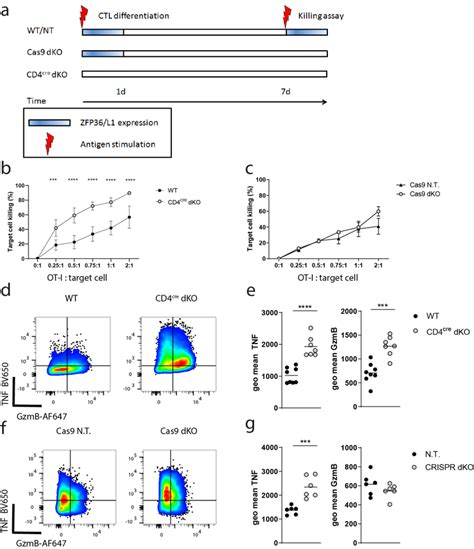 ZFP36 And ZFP36L1 Determine The CD8 Effector Program Early After T Cell