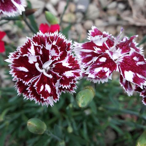 Dianthus Alpinus Alpine Pink In Gardentags Plant Encyclopedia